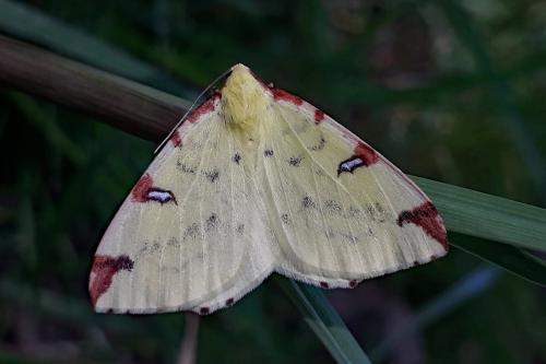 Opisthograptis luteolata